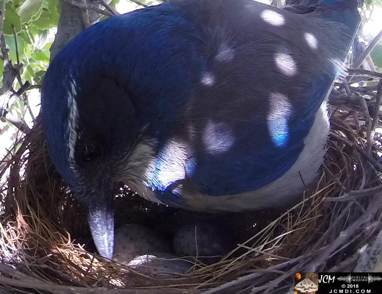 Scrub Jay female inspects eggs